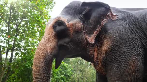 4k Nahaufnahme Video von großen indischen Elefanten, die essen und große Ohren bewegen — Stockvideo