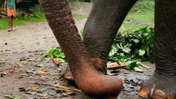 Images 4k de l'éléphant indien déchirant et mangeant de la canne à sucre ou du tronc de palmier doux en réserve pour les éléphants 