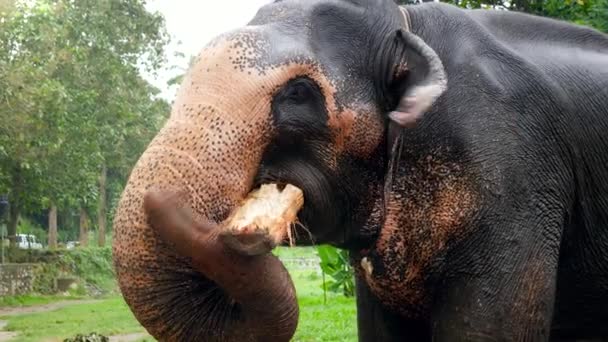 Closeup 4k video of indian elephant holding tree log in trunk and eating in tropical jungle forest — 图库视频影像