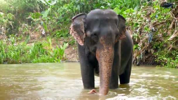 4k video van gelukkige Indiaanse olifant staande in rivier bij tropisch oerwoud op Sri Lanka — Stockvideo