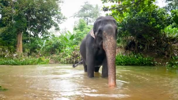 Vidéo 4k de l'éléphant sauvage profitant du lavage dans la rivière et s'amusant tout en éclaboussant l'eau — Video