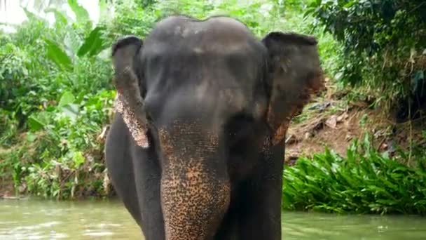 Közelkép 4k videó boldog indiai elefánt vár mosás a folyóban a trópusi dzsungel erdőben — Stock videók