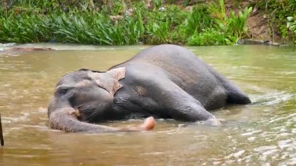 4k video of indian elephant enjoying lying and washing in river at tropical rainforest — Stock Video