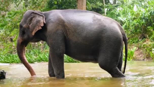 4k video av indian elefant stänk vatten med stam när du tvättar i floden i nationalparken i djungler — Stockvideo