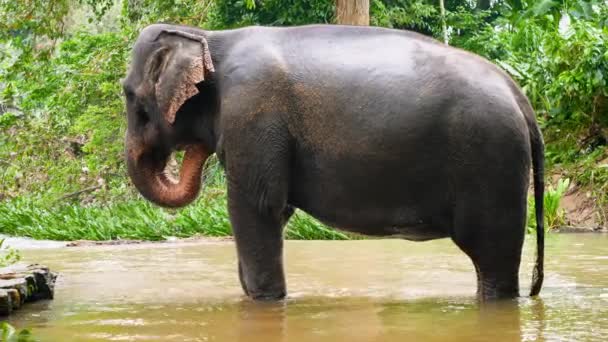 4k video van gelukkige indiaanse olifant spelen en spetteren water met stam tijdens het wassen in de rivier op jungle bos — Stockvideo