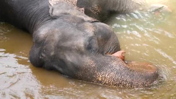 4k closeup video of big indian elephant lying in river and enjoying being washed by tourists — Stock Video