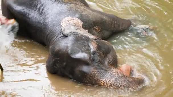 4k gros plan vidéo de touriste lavage éléphant indien couché dans la rivière à la jungle tropicale — Video