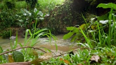 Sri Lanka 'daki orman yağmur ormanlarındaki sakin dere ya da nehrin 4k yavaş çekim videosu
