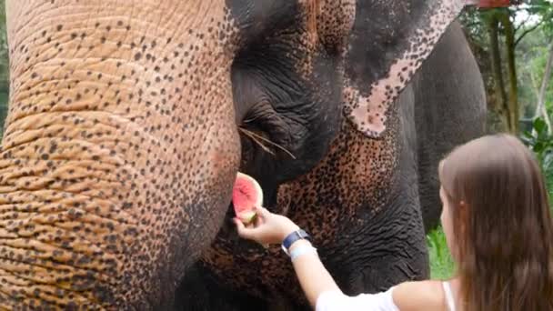 4k closeup video of female tourist feeding indian elephant with fruits in elephant sanctuary on Sri Lanka — Stock Video