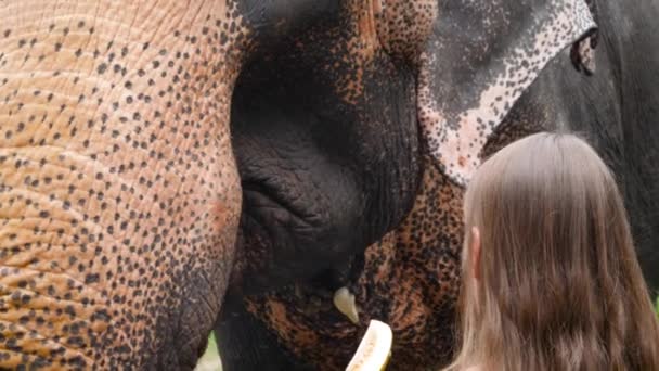 Close-up 4k video van mooie jonge vrouw voeden olifant in nationaal park of dierentuin — Stockvideo