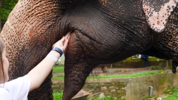 Primer plano 4k video de elefante indio comiendo frutas de la mano de las mujeres en santuario de elefantes — Vídeo de stock