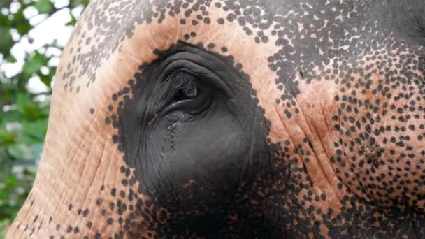 Close up 4k video of indian elephant eyes full of tears. Концепция чувств и эмоций животных — стоковое видео