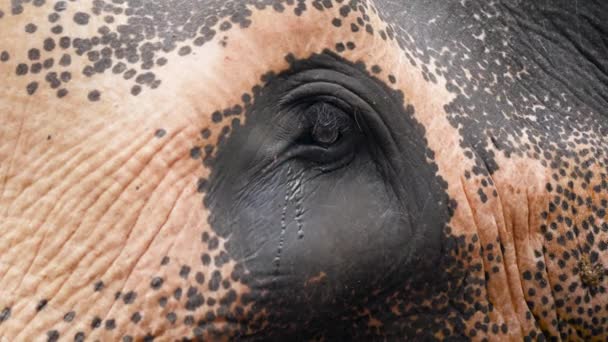 Closeup vídeo 4k de lágrimas que fluem dos olhos dos elefantes. Animal chorão. Conceito de abuso e tratamento brutal com animais — Vídeo de Stock