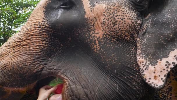 4k videó indiai elefánt lenyeli gyümölcsöt nyelv és rágás élelmiszer — Stock videók