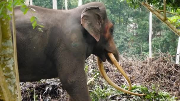 Imágenes de 4k del elefante viejo comiendo hojas de árboles altos en la selva tropical — Vídeo de stock