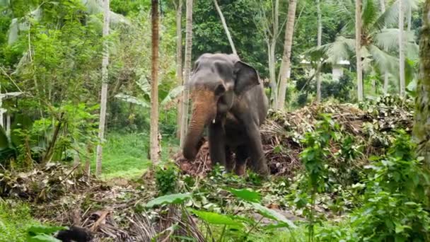 4k Filmmaterial Indischer Elefant steht im tropischen Dschungel von Sri Lanka — Stockvideo