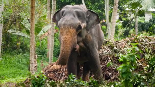 4k beelden van Indiaanse olifant op jungle bos naast klein dorp in India — Stockvideo