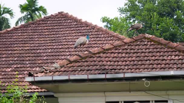 4k видео двух красивых павлинов, идущих по крыше дома в маленькой деревне на Шри-Ланке — стоковое видео