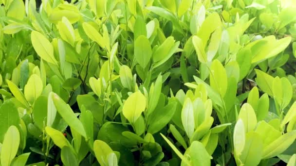 4k dolly video av gröna kokablad växer på buske. Mycket farlig drog - kokain framställs av kokablad i Sydamerika — Stockvideo