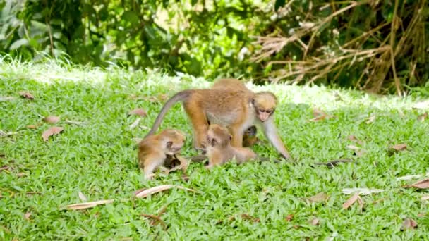 Komik maymun ailesinin parkta çimlerde oynayıp eğlendiği 4K görüntüler. — Stok video