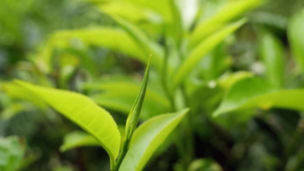 Closeup dolly vídeo de folhas de chá verde fresco crescendo em cima de arbustos de chá na plantação highland — Vídeo de Stock