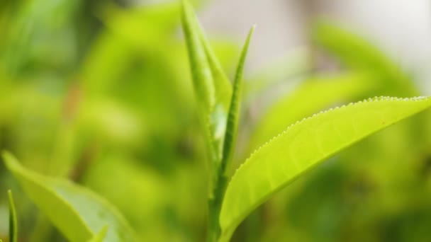 Close up 4k video of fresh green tea leaves growing on top of tea bush — стоковое видео