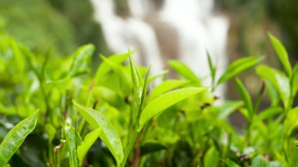 Nahaufnahme 4k Video von Teeplantage, die am wunderschönen Wasserfall in den Bergen Sri Lankas wächst — Stockvideo