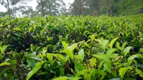 4k dolly vídeo of rain at highland tea plantation on mountain slope, Ella, Sri Lanka — Vídeo de Stock