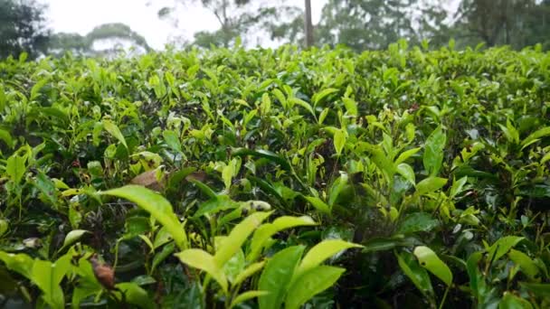 4k dolly video dari semak teh basah di perkebunan setelah hujan di pegunungan — Stok Video