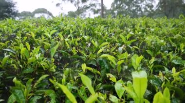 4k closeup dolly video of wet leaves on tea bushes after rain