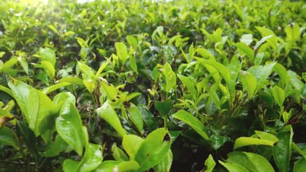 4k dolly video of wet top green tea leaves growing on bushes at tea plantation — Stok Video