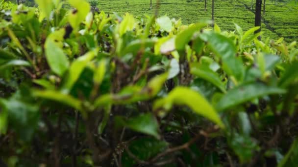 4k panning vídeo of beautiful tea plantation on mountain slope at early morning — Vídeo de Stock