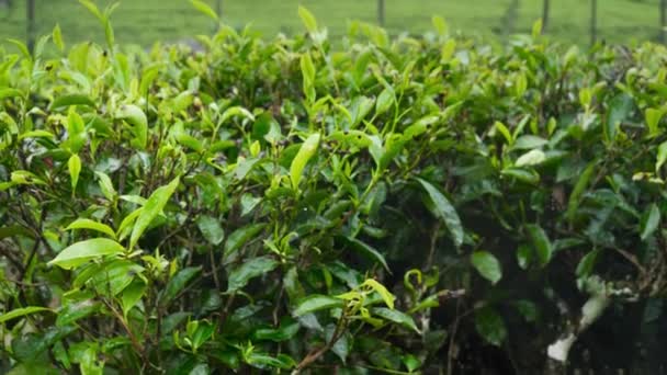 Dolly beeldmateriaal van natte groene thee bladeren na regen in highland thee plantage — Stockvideo