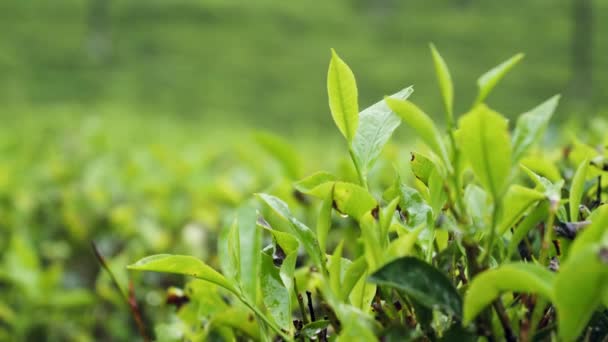 Beautiful dolly video of small rain on tea plantation at morning — Stock Video