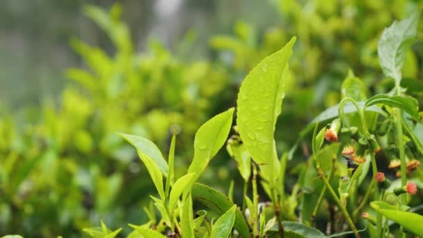 Close up 4k video of beautiful tea plantation during rain in mountains — стоковое видео