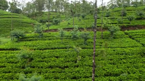 4k video del tren en hermosas plantaciones de té creciendo en la ladera de las montañas en Sri Lanka — Vídeo de stock