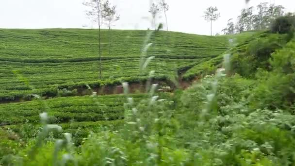 4k video från tåg med vackra teplantager och djungelskog som växer på bergssluttningen i Sri Lanka — Stockvideo