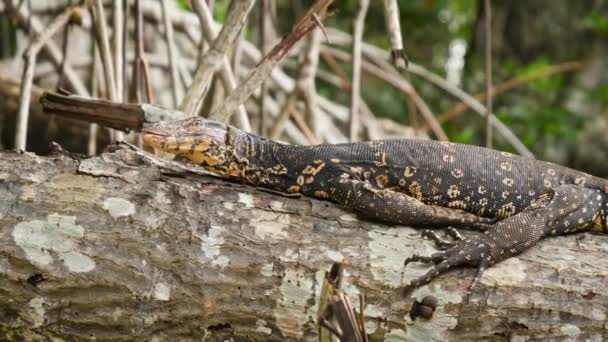Vidéo 4k de gros lézard varan allongé sur la branche d'un arbre à la forêt de mangroves dans la faune 
