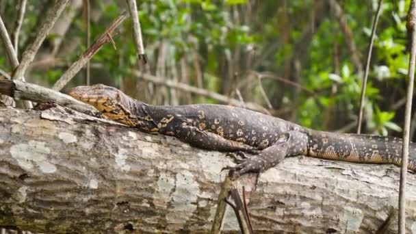 Images de gros plan 4k de lézard varan se relaxant et assis sur l'arbre dans la forêt tropicale de la jungle sous la pluie 