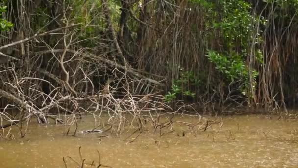 4k video de lluvia tropical estacional en bosque de selva de manglares en el río — Vídeos de Stock