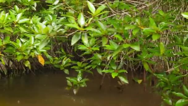 Imágenes de 4k de árboles magrove creciendo en el estrecho río en la selva tropical mientras llueve — Vídeos de Stock