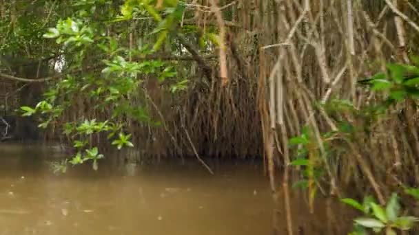 Filmagem 4k de chuva tropical sazonal em floresta arbórea de bosque crescendo em rio estreito na selva — Vídeo de Stock