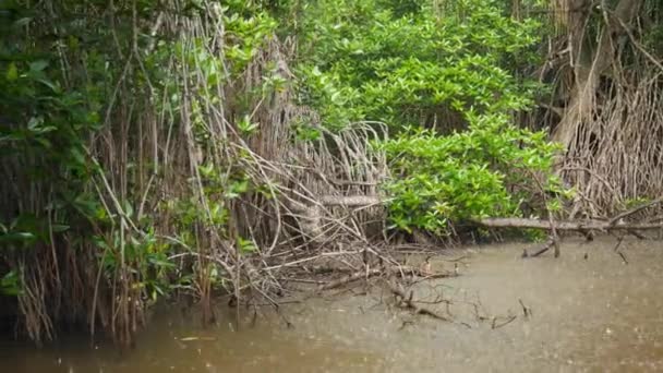 Vidéo 4k de la voile en bateau sur la rivière dans la forêt de mangroves sous la pluie 