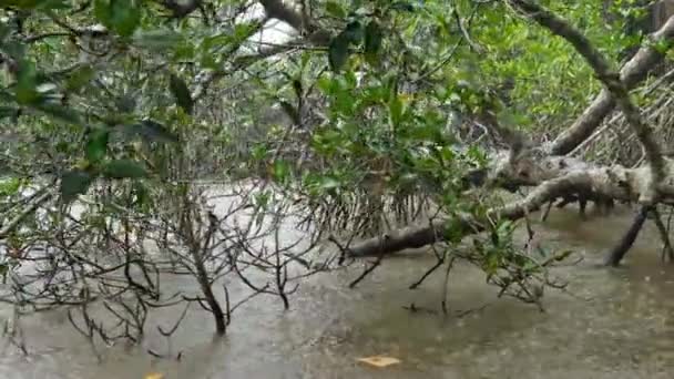 4k video van seizoensgebonden tropische regen op rivier bij mangrovebos op Sri Lanka — Stockvideo