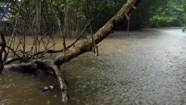 4k кадров влажных мангровых деревьев, растущих в маленькой реке в джунглях во время сильного сезонного дождя — стоковое видео