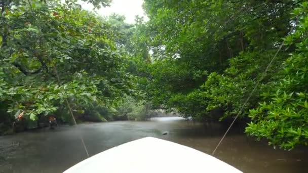 4k-Video von Motorboot, das durch Mangrovenwald segelt, während es im Dschungel regnet — Stockvideo