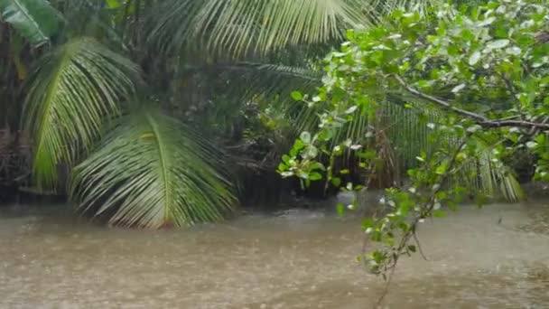 4k video of raining in the tropical jungle overgrown with mangrove trees — Stock Video