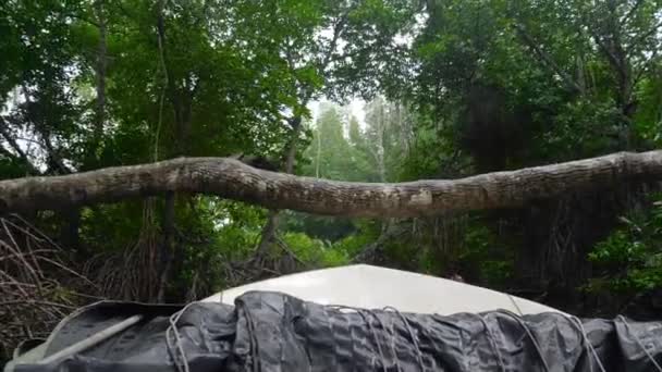 4k beelden van expeditiea op boten die in mangrovebos in tropische jungles verkopen — Stockvideo