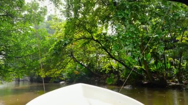 4k videó motorcsónak vitorlázás a kis folyón esőerdőben alatt nagy fák hajlik a víz felett — Stock videók