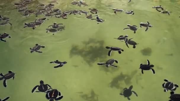 4k відео про багатьох новонароджених черепах, які плавають у резервуарі з океанською водою в центрі порятунку черепах на Шрі-Ланці. — стокове відео